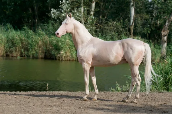 Cremello akhal-teke cavalo garanhão retrato — Fotografia de Stock