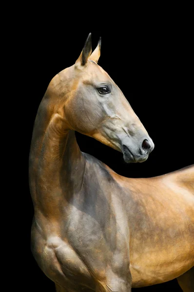 Baía Akhal Teke Cavalo Garanhão Retrato Isolado Preto — Fotografia de Stock