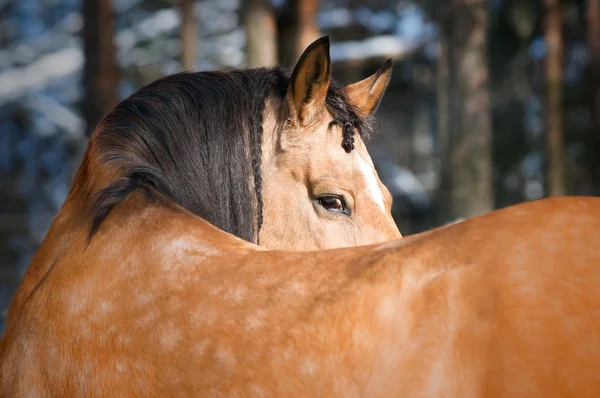 Guld lusitano horse porträtt på vintern — Stockfoto