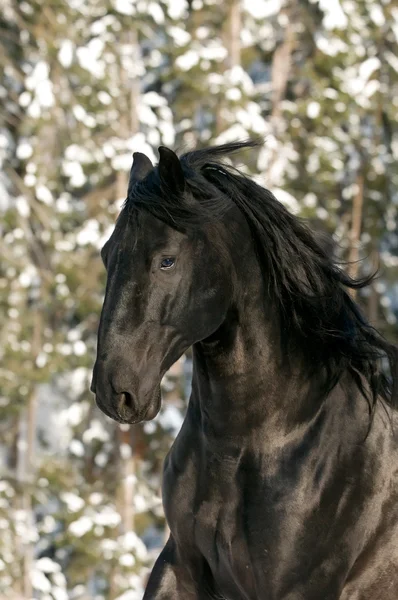 Portret koń czarny koń kladrubski — Zdjęcie stockowe