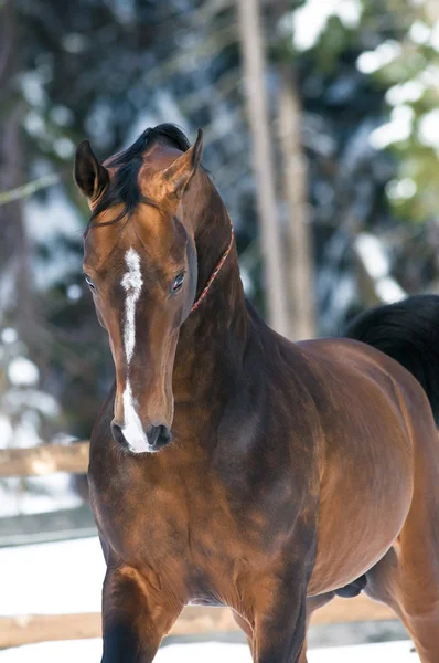 Retrato de cavalo Akhal-teke dourado no inverno — Fotografia de Stock