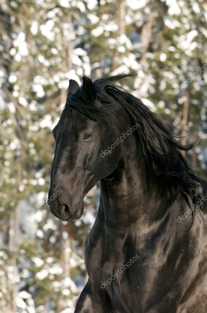 Portrait of black Kladruber horse ⬇ Stock Photo, Image by © vikarus