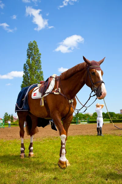 Het paard — Stockfoto