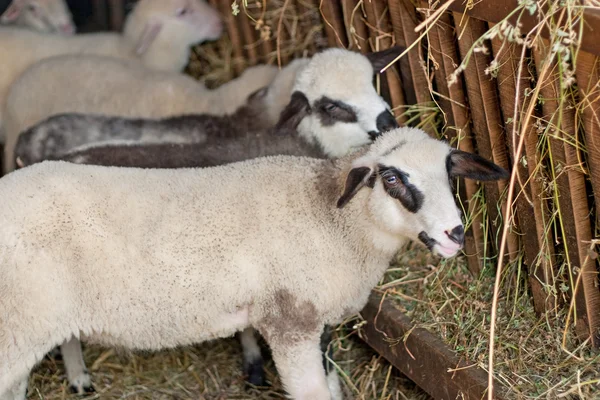 冬のシーズン中に安定中の子羊 — ストック写真