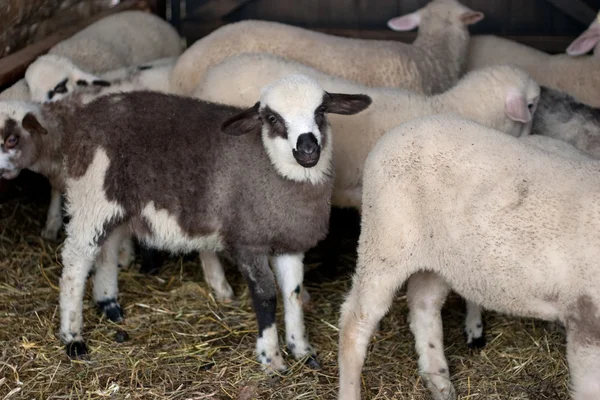 Lambs — Stock Photo, Image