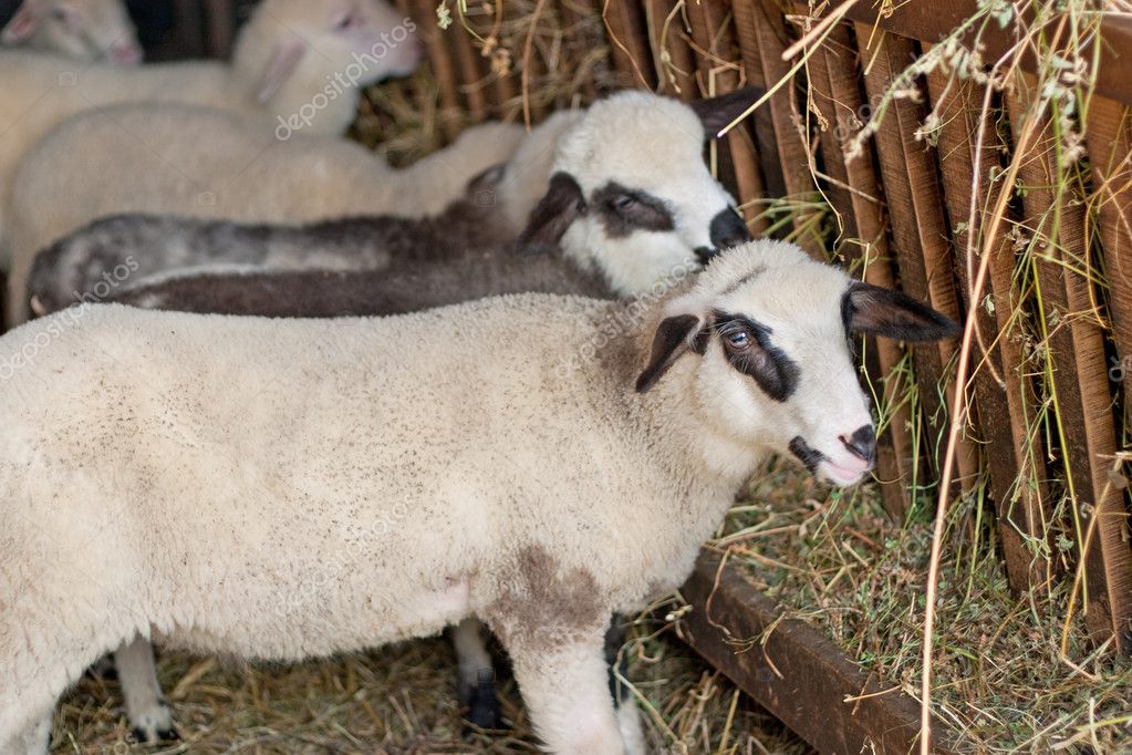 lambs 图库照片 08 filip rasuo#4922148
