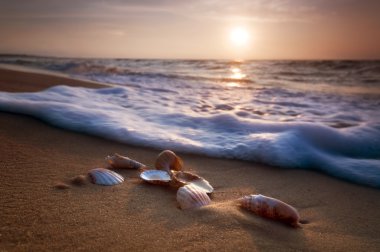 Sea shells on sand clipart