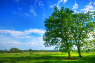 Tree on summer field clipart