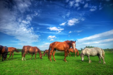 Wild horses on the field clipart