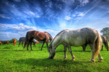 Wild horses on the field clipart