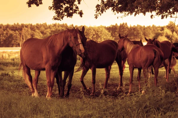 Horses on the field — Stock Photo, Image
