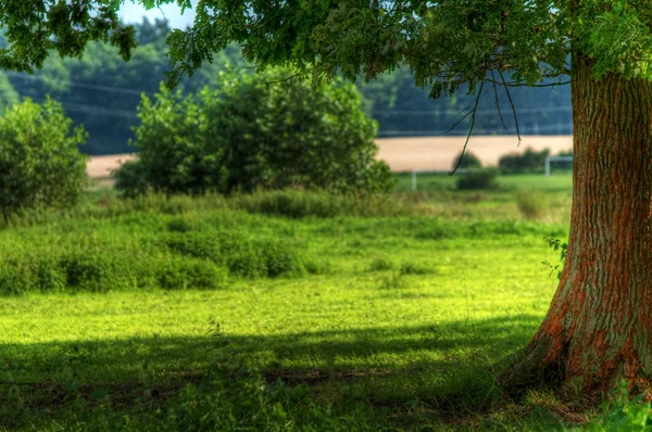 Дерево на летнем поле — стоковое фото