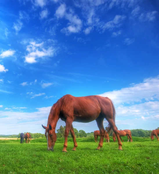 Дикая лошадь на поле — стоковое фото