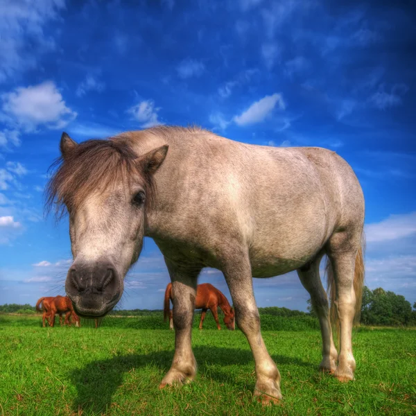 Kuda muda liar di lapangan — Stok Foto