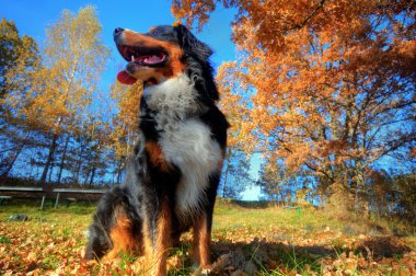 A happy Bernese mountain dog outdoors clipart