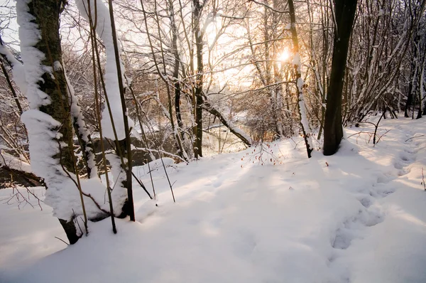 Forêt blanche d'hiver — Photo