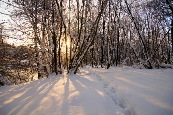 Fehér téli erdőben — Stock Fotó