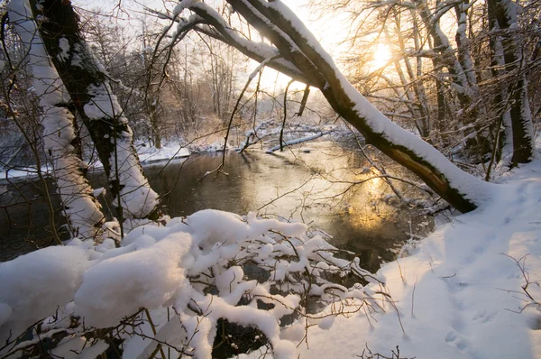白い冬の森 — ストック写真