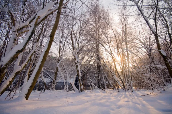 Зимний белый лес — стоковое фото
