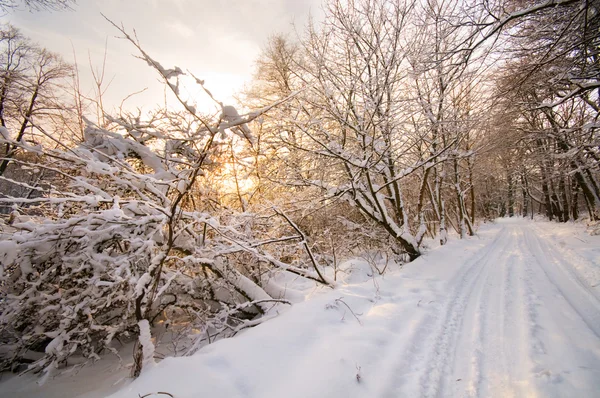 Winter white forest — Stockfoto