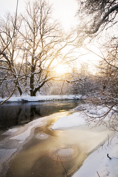 Inverno floresta branca — Fotografia de Stock