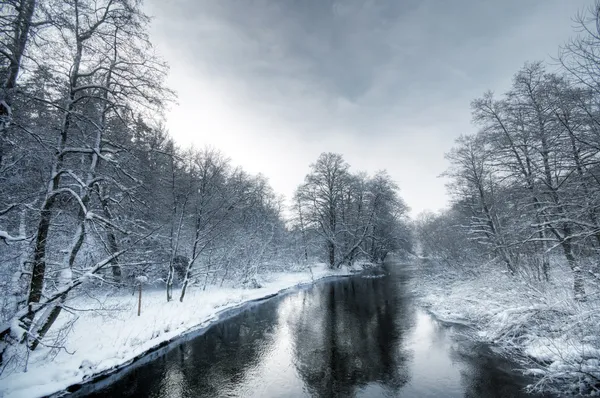 Білий зимовий ліс — стокове фото