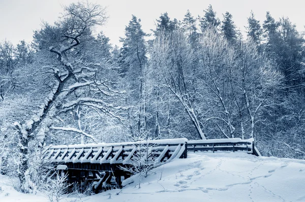 Winterweißer Wald — Stockfoto