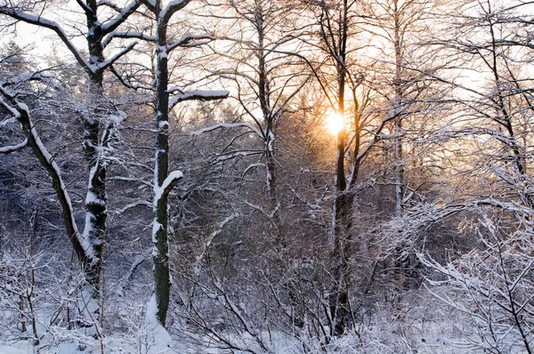 Inverno floresta branca — Fotografia de Stock