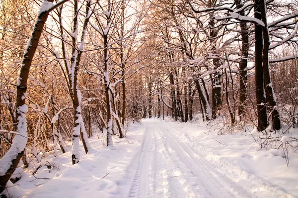 Winter white forest — Stockfoto