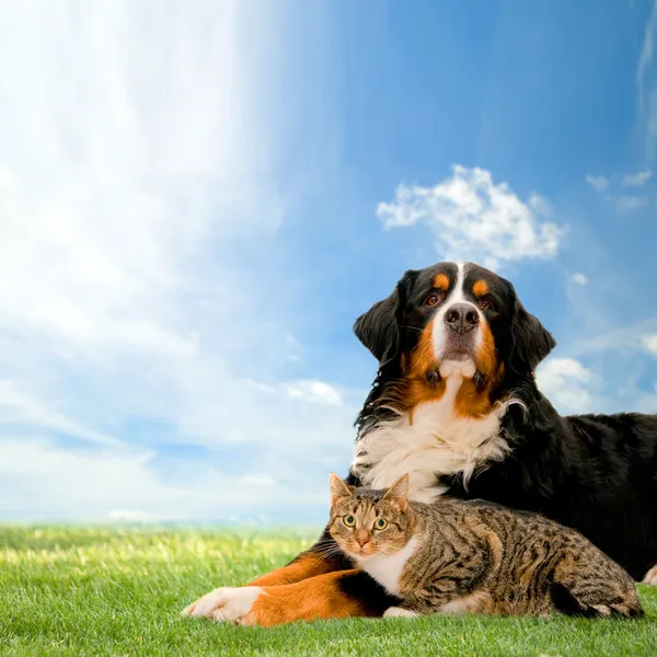 Собака і кіт разом — стокове фото