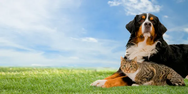 Hund und Katze zusammen — Stockfoto