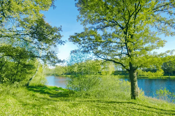 Зеленый летний парк — стоковое фото