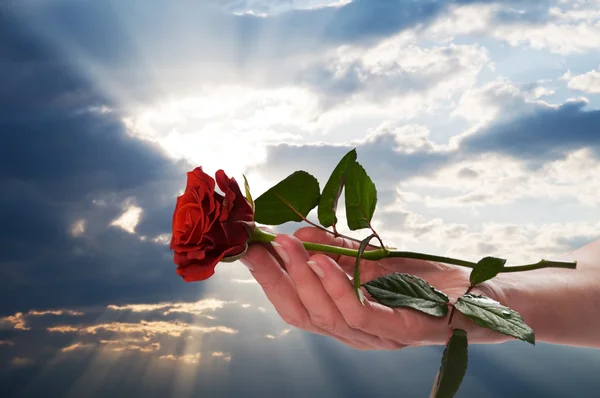 Tenendo rosa rossa in uno scenario romantico — Foto Stock