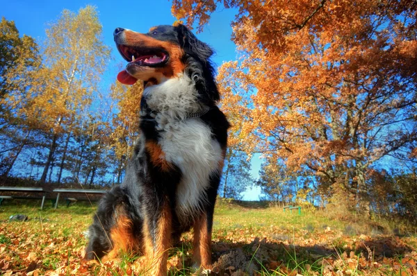Счастливая бернская горная собака на открытом воздухе — стоковое фото