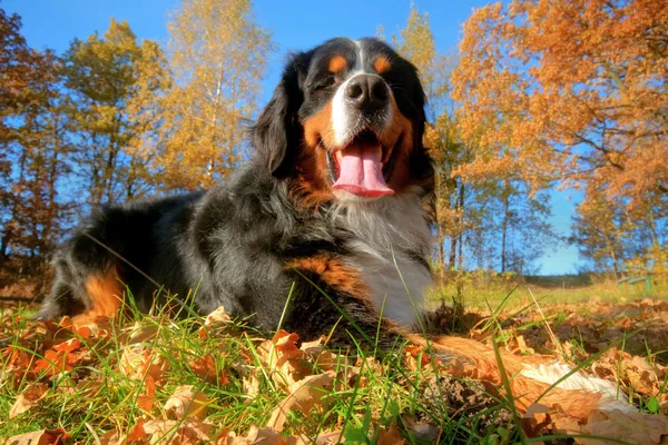 Ein glücklicher Berner Sennenhund im Freien — Stockfoto
