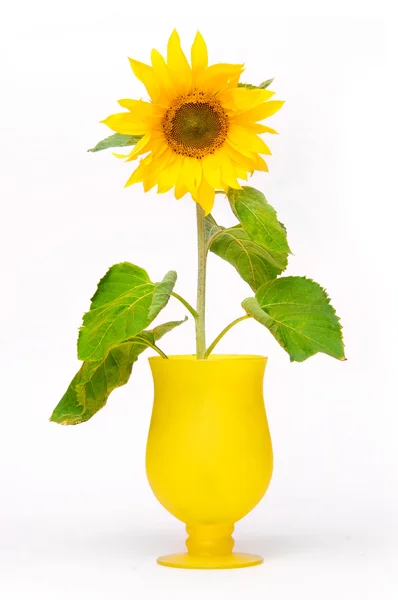 Solros i blomkruka — Stockfoto
