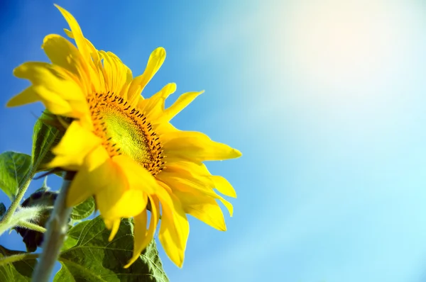 Sunflower in flowerpot — Stock Photo, Image