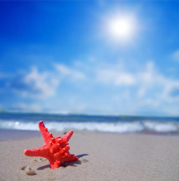 Starfish na praia tropical — Fotografia de Stock
