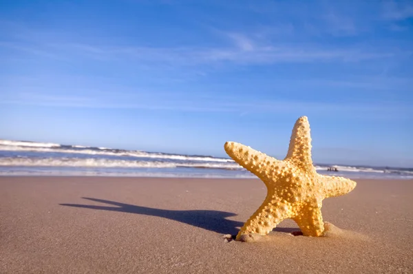 A nyári strand a tengeri csillag — Stock Fotó