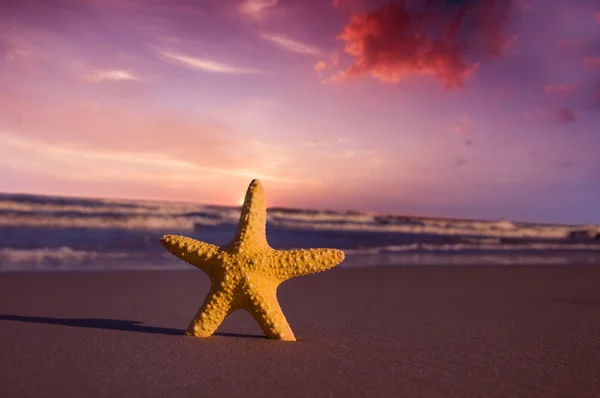 Estrella de mar en la playa al atardecer — Foto de Stock