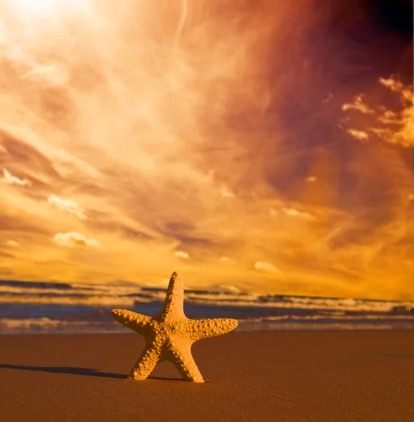 Starfish na praia ao pôr-do-sol — Fotografia de Stock