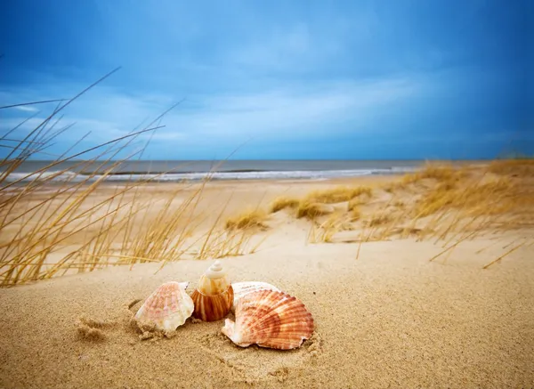 Shells on sand — Stock Photo, Image