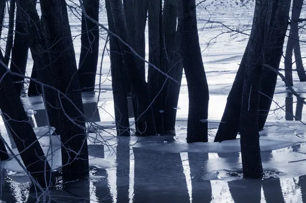 Bäume im Wasser, Dämmerungsstimmung — Stockfoto