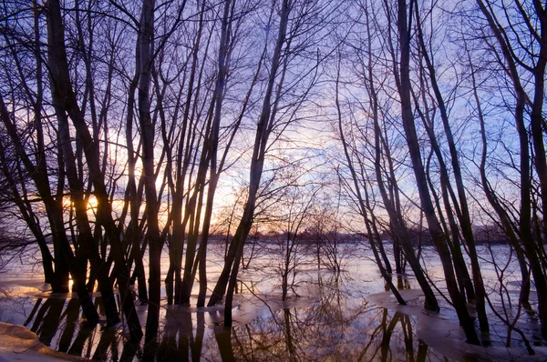 물, 나무 일몰 일몰 — 스톡 사진