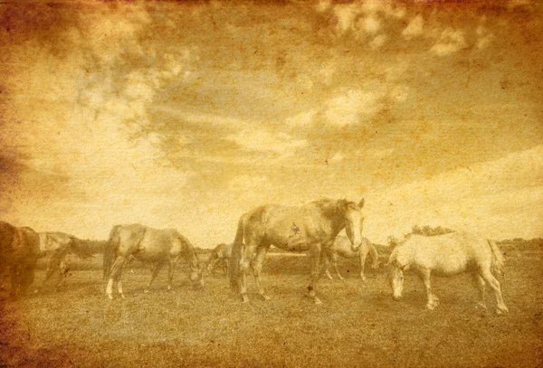 Landskap och hästar på vintage grunge paper — Stockfoto