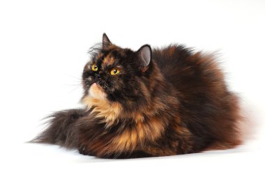 Persian tortie cat on white bakcground looks on the left upwards clipart