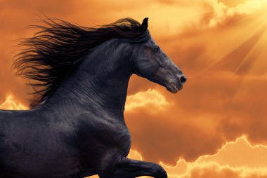 Digital illustration; Portrait of galloping frisian horse on golden coulds sky background clipart