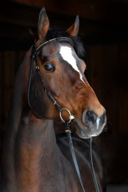 Portrait of beautiful horse on dark background clipart