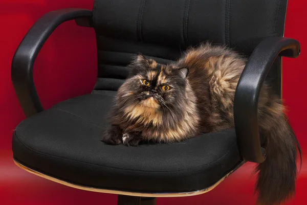 Persa tortie gato en un negro oficina silla — Foto de Stock