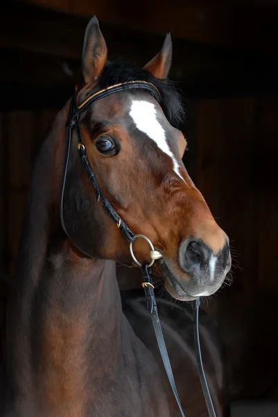 Portrét krásné koně na tmavém pozadí — Stock fotografie